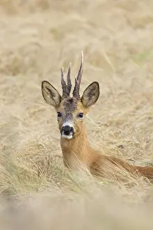 Buck: Roe Deer buck abnorm 39