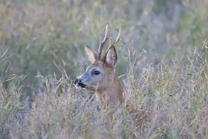 Ruminant: Roe Deer buck August