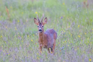 Ruminant: Roe Deer buck August