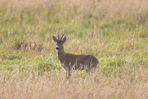 Ruminant: Roe Deer buck August