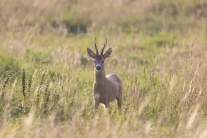 Ruminant: Roe Deer buck August