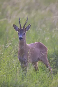 Ruminant: Roe Deer buck August