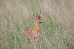 Ruminant: Roe Deer buck August