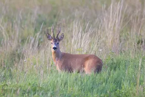 Ruminant: Roe Deer buck August