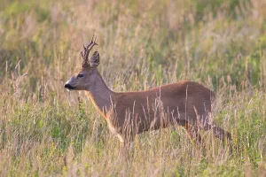 Ruminant: Roe Deer buck August