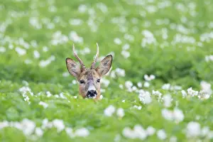 Ruminant: Roe Deer buck August