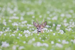 Ruminant: Roe Deer buck August