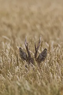 090817: Roe Deer - buck in corn field - Germany