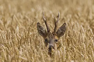 090817: Roe Deer - buck in corn field - Germany
