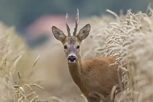 090817: Roe Deer - buck in corn field - Germany
