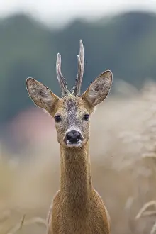 090817: Roe Deer - buck in corn field - Germany