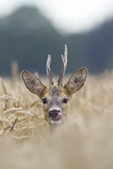 090817: Roe Deer - buck in corn field - Germany