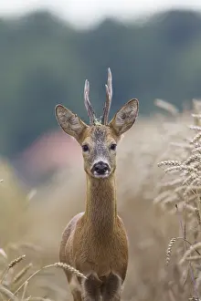 090817: Roe Deer - buck in corn field - Germany