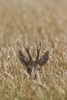 090817: Roe Deer - buck in corn field - Germany