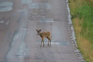 251119: Roe Deer - buck crossing a road - Sweden