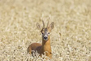 Grain: Roe Deer Buck grain July