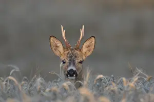 090817: Roe Deer - buck in grainfield - Sweden