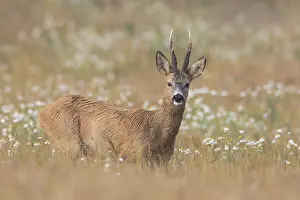090817: Roe Deer - buck in grainfield - Sweden