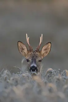 090817: Roe Deer - buck in grainfield - Sweden