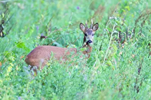 Planted: Roe Deer Buck - amongst high vegetation on planted