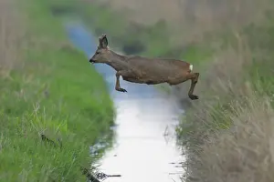Velvet: Roe Deer - buck jumps over a stream - Germany