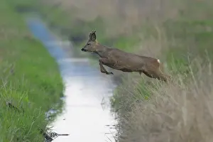 Velvet: Roe Deer - buck jumps over a stream - Germany