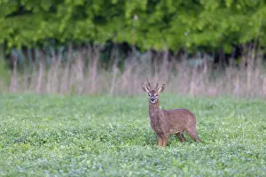 Ruminant: Roe Deer buck may