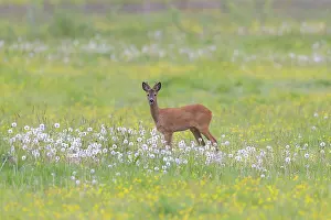 Roe Deer buck may