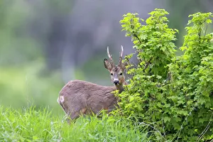 Ruminant: Roe Deer buck may