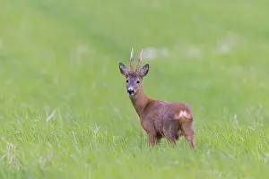 Ruminant: Roe Deer buck may
