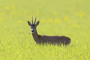 Ruminant: Roe Deer buck may