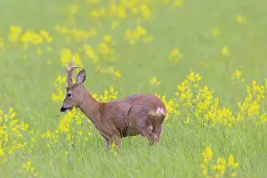 Ruminant: Roe Deer buck may