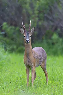 Ruminant: Roe Deer buck may