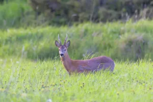Ruminant: Roe Deer buck may