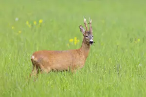 Ruminant: Roe Deer buck may