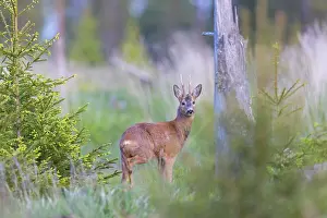 Ruminant: Roe Deer buck may