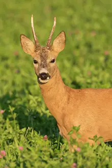 160517: Roe Deer buck in meadow Sweden