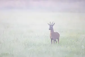 Ungulaten: Roe Deer buck mist