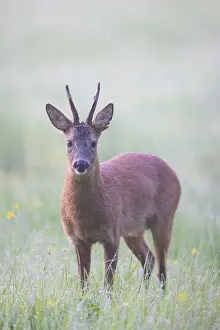 Ungulaten: Roe Deer buck mist