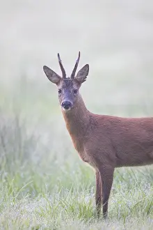 Ungulaten: Roe Deer buck mist