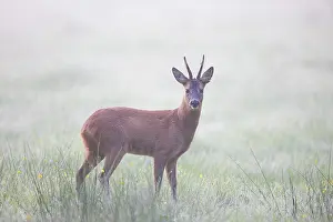 Ungulaten: Roe Deer buck mist