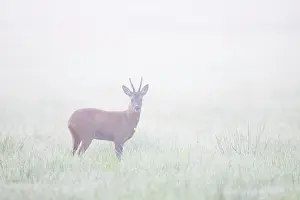 Ungulaten: Roe Deer buck mist