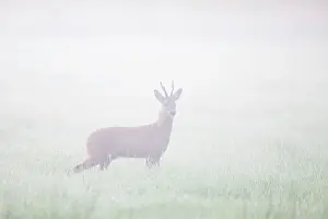 Ungulaten: Roe Deer buck mist