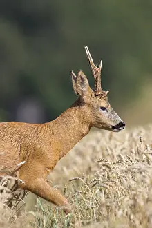 Skane: Roe Deer Buck Portrait