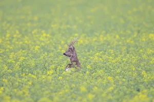 Ungulaten: Roe Deer buck rape