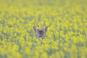 Ungulaten: Roe Deer buck rape