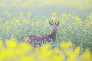 Ungulaten: Roe Deer buck rape