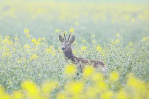 Ungulaten: Roe Deer buck rape
