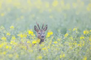 Ungulaten: Roe Deer buck rape