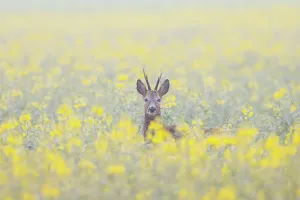 Ungulaten: Roe Deer buck rape